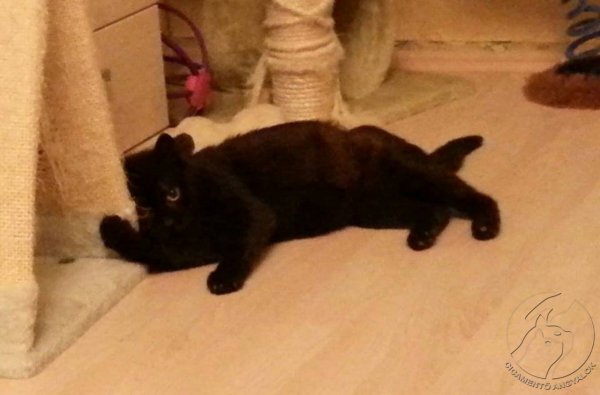 fiona