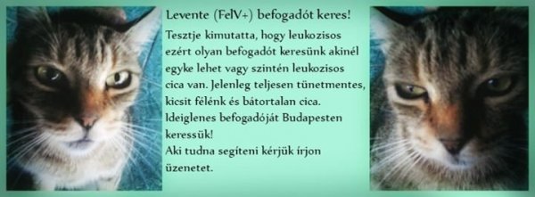 lev