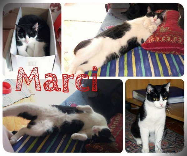 marci2
