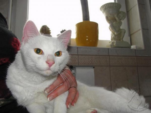 nózi