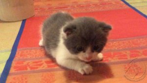 puszi