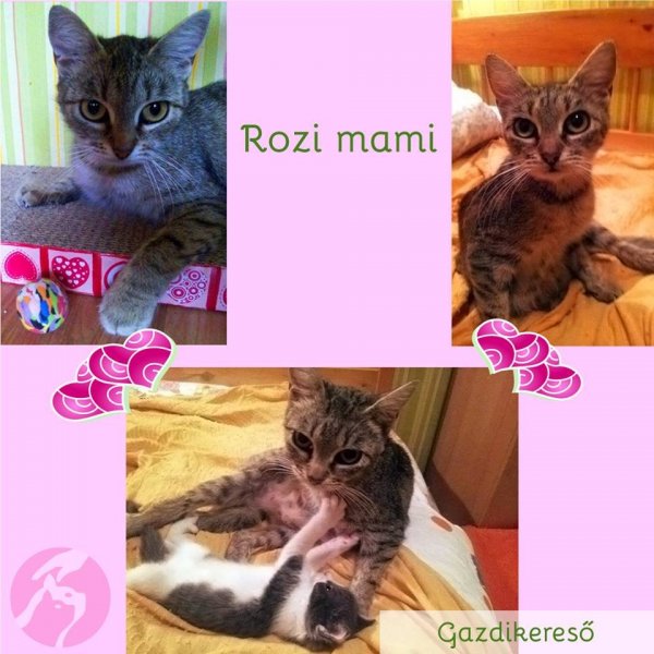 rozimamma