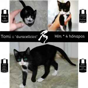tomi