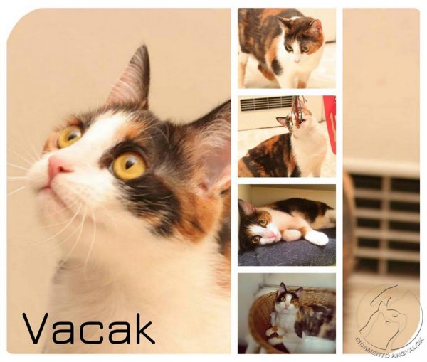 vacak