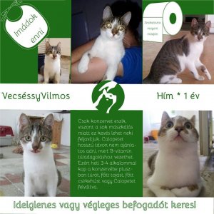 vilmos