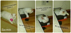 zsombicuki